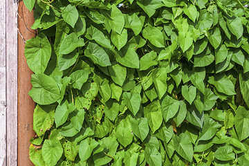 Image showing Hedgerow of green plants leaves background