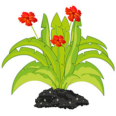 Image showing Exotic plant with red flower on ground