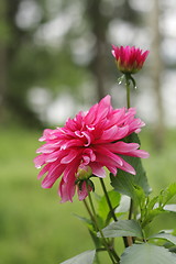 Image showing Dahlia