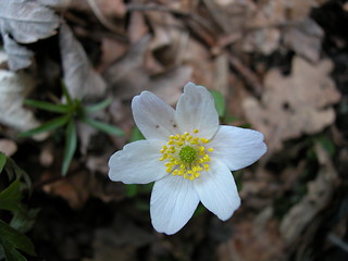 Image showing Anemone nemorosa