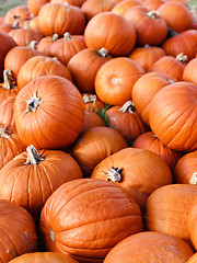 Image showing Halloween Pumpkins in market in a large pile