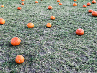 Image showing Fresh orange pumpkins on a farm field