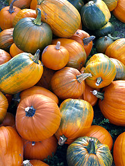 Image showing Pile of pumpkins