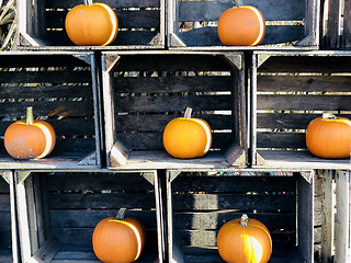 Image showing Orange pumpkns in wooden crates