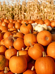 Image showing Pile of pumpkins