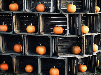 Image showing Orange pumpkns in wooden crates