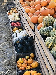 Image showing Different autumn shapes and kinds of pumpkins at the farm