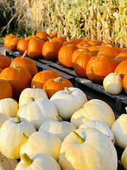 Image showing Pile of pumpkins