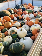 Image showing Colorful pumpkins on a tractor trailer in the autumn