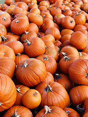 Image showing Pile of pumpkins