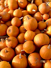 Image showing Pile of pumpkins