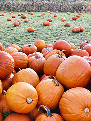 Image showing Pile of pumpkins at pumpkin patch