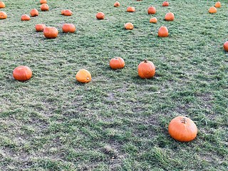 Image showing Fresh orange pumpkins on a farm field