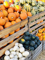 Image showing Different autumn shapes and kinds of pumpkins at the farm