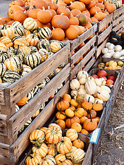 Image showing Different autumn shapes and kinds of pumpkins at the farm