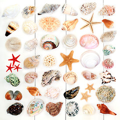 Image showing Large Seashell Collection