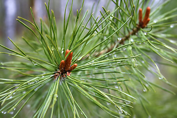 Image showing Coniferous tree with sprouts and water drops