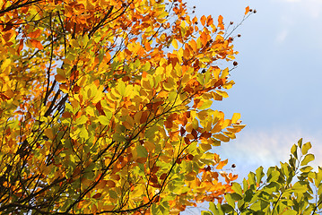Image showing Bright autumn branches 