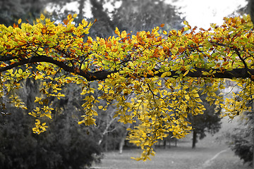 Image showing Bright yellow branch of autumn tree 