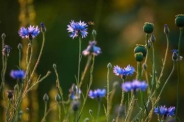 Image showing Cornflowers and poppies on meadow.