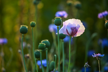 Image showing Violet poppy in green grass