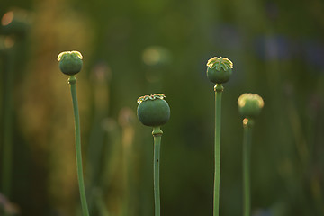 Image showing Poppy seed boxes in grass.