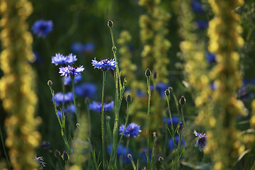 Image showing Cornflowers on meadow as background.