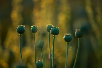 Image showing Poppy seed boxes in field.