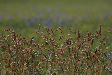 Image showing Cereal field as nature background.