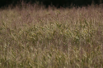 Image showing Cereal field as nature background.