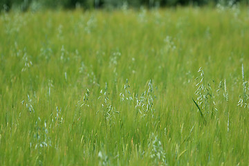 Image showing Cereal field as nature background.