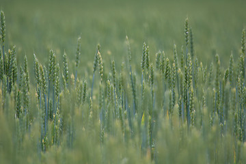 Image showing Cereal field as nature background.
