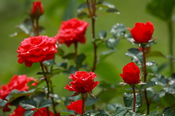 Image showing Roses in garden