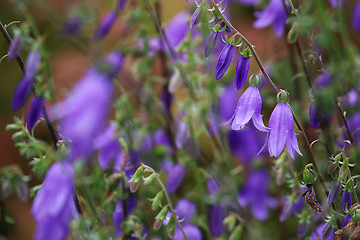 Image showing Blue flowers on the meadow.