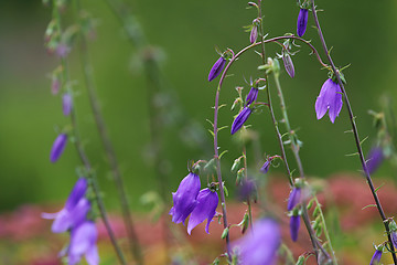 Image showing Blue flowers on the meadow.