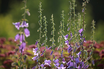 Image showing Blue flowers on the meadow.