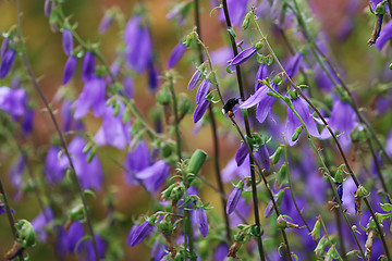 Image showing Blue flowers on the meadow.