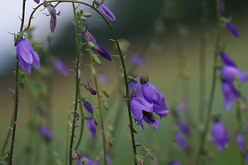 Image showing Blue flowers on the meadow.