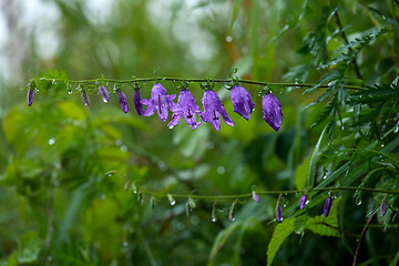 Image showing Blue flowers on the meadow.