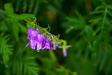 Image showing Blue flowers on the meadow.