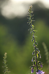 Image showing Pink flower on the meadow.