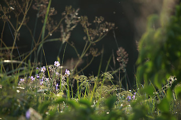 Image showing Blue flowers on the meadow.