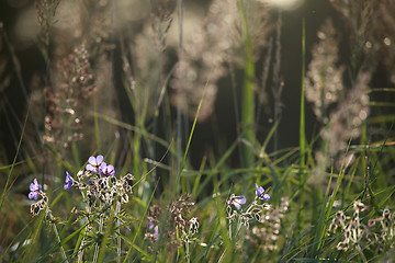 Image showing Blue flowers on the meadow.