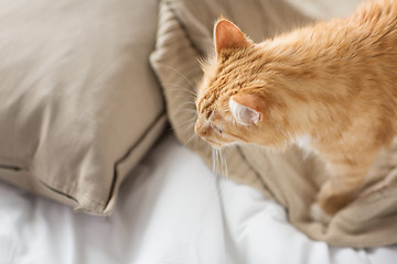 Image showing red tabby cat at home in bed