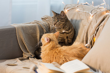 Image showing two cats lying on sofa at home