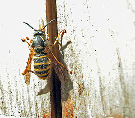 Image showing Wasp