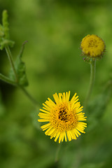 Image showing Small fleabane