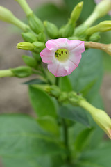 Image showing Large tobacco