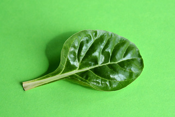 Image showing Chard leaf