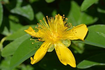 Image showing Mount Olympus St Johns wort